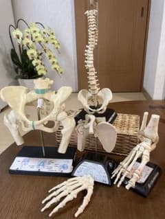 人体骨格　関節　模型　セットのサムネイル