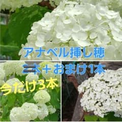 アナベル 挿し穂 挿し木 3+1 - メルカリ