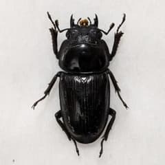 標本 野外品新潟県産オオクワガタ♀38.5mm - メルカリ