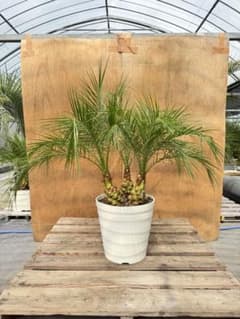 お*ん様 フェニックス・ロベレニー 3本立ち 鉢付き 鉢皿サービス