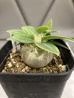 パキポディウム　エニグマチカム　塊根植物　コーデックス　ビザールプランツのサムネイル