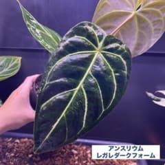 サイズ特大葉❗️超絶希少❗️アンスリウムレガレダークフォーム 新葉展開中✨️ サイズ特大葉❗️超絶希少❗️アンスリウムレガレダークフォーム 新葉
