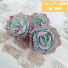 ウォングム農場◎アーミースター◎多肉植物 カット苗 輸入苗