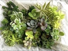 セダム弁当のサムネイル