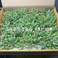 多肉植物カット苗ぷりぷり乙女心30本のサムネイル