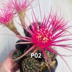 レア✨花サボテン ロビビア ピンク花 昭和 カキコ未根 子株 P02 - メルカリ