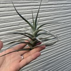 チランジア　イキシオイデス　ブルーアルビノのサムネイル