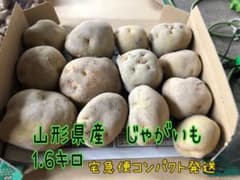 山形県産　じゃがいも　1.6キロのサムネイル