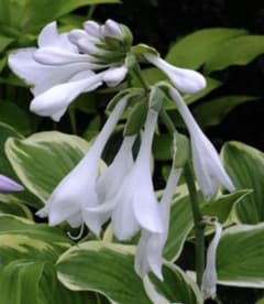 中型種 芳香花 ギボウシ / ホスタ ダイアナ リメンバード 2芽 中型種 芳香花 ギボウシ / ホスタ ダイアナ リメンバード 2芽 - メルカリ