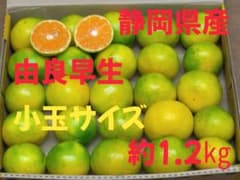 静岡県産　人気の由良早生 みかん　小玉サイズ　約1.2kgのサムネイル