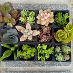 多肉植物 セダム カット苗 詰め合わせ - メルカリ