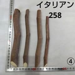 ④☆イチジク穂木4本☆種類…イタリアン258④【親木の写真あり・結実