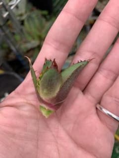 AGAVE アガベ　赤猫　レッドキャットウィールズ　ゴリ猫のサムネイル