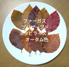 ドライフラワー　ファーガス プリザーブド 　　スタビライズド　 オータム色　C - 5