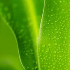 かすみ草様専用のサムネイル