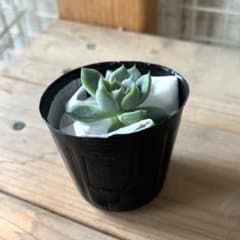 ピンククリスタル　カット苗　多肉植物エケベリアのサムネイル