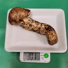 今年最後　岩手県産松茸　送料込みのサムネイル