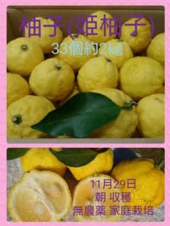 柚子 ゆず (姫柚子) 33個 約2㎏ 無農薬 家庭栽培のサムネイル