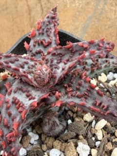 グロリアスドラゴン Aloe hyb子株第四種 - メルカリ