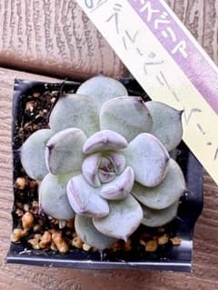 ミックスベリア ブルーベリームーン おらいさん 根付き苗 多肉植物 4