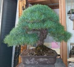 盆栽 五葉松 模様木 松 古木 中品盆栽 大品盆栽 太幹 樹高 - メルカリ