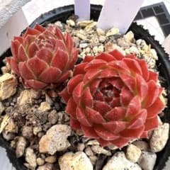多肉植物 センペルビウム パシフィックグリーンローズ No.21【白