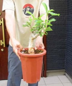 現品】【盆栽】発根済 バオバブの木 バオバブ・ディギタータ 7号鉢 ま