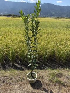 リスボン レモン 苗木 2年生 耐寒性 果汁豊富 家庭菜園 果樹のサムネイル