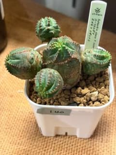 ユーフォルビア オベサ × スザンナエ（No.140）のサムネイル