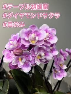 テーブル胡蝶蘭 ダイヤモンドサクラ③ 苗のみ - メルカリ