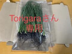 玉ねぎ苗 50株　スーパー春いちばんのサムネイル