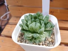 オブツーサ 翠雲錦 3のサムネイル