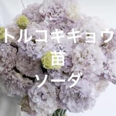 トルコキキョウ ユーストマ苗 16本 ソーダ - メルカリ