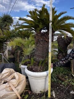 【現地引き取り限定】ソテツ　大型　特殊蘇轍　シンボルツリー 現地引き取り限定】ソテツ 大型 特殊蘇轍 シンボルツリー - メルカリ