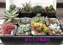 多肉植物 寄せ植え 札落ち 抜き苗 12苗セット16 - メルカリ