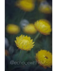 宝石レンズ_Super_Takumar_前期型 55mm_f1.8_au - メルカリ