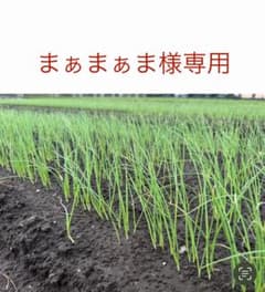 まぁまぁま様専用ネオアース玉ねぎ苗200本。のサムネイル