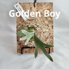 P. wilinckii Golden Boy spore【50】 - メルカリ