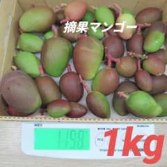 摘果マンゴー ( 現品 )1．1kg 5月8日収穫 - メルカリ