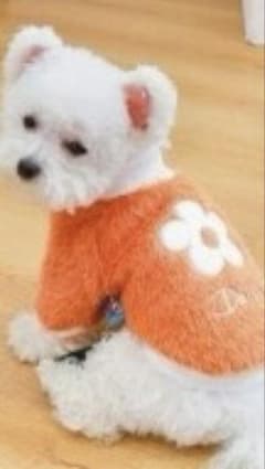 犬用ウェア PETCIRCLE Daisy オレンジのサムネイル