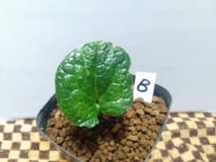 斑入り　カンアオイ　タマノカンアオイ　白妖(はくよう) 斑入り カンアオイ タマノカンアオイ 白妖(はくよう) - メルカリ