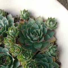 多肉植物 6〜8㎝のサムネイル