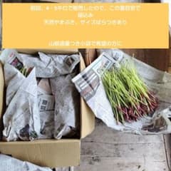 業務用　やまぶき　摘みたて　天然サイズばらつきあり　摘みたて山椒適量のサムネイル
