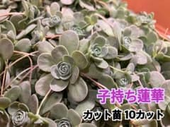 子持ち蓮華 カット苗約10本 多肉植物のサムネイル