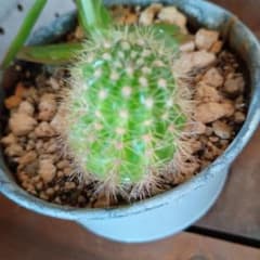 金盛丸　サボテンのサムネイル