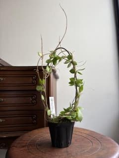 希少 hoya ホヤ mamasa Mamasa,West Sulawesi - メルカリ