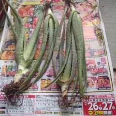 アロエベラの苗のサムネイル
