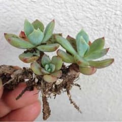 多肉植物，七福美尼。のサムネイル