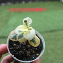 m46800632814_1.jpg?1730273821