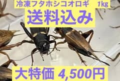 特価　訳アリ　冷凍コオロギ 約1キロ　袋入りのサムネイル